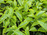 09 Tea leaves