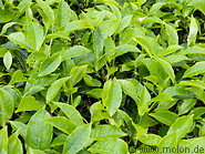 10 Tea leaves