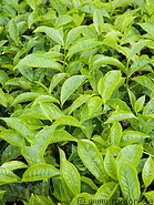 11 Tea leaves