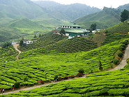 13 Tea plantation