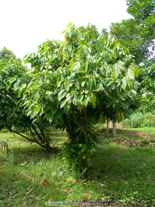 01 Cocoa trees