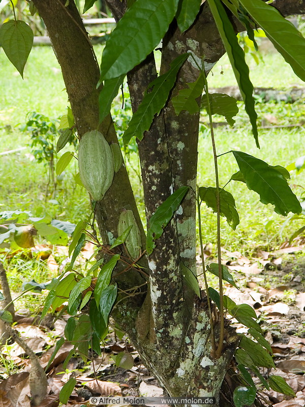 04 Cocoa tree and fruits
