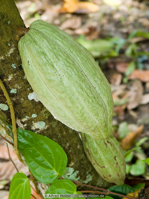 05 Cocoa fruit