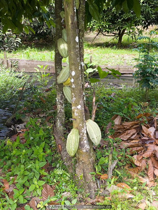 15 Cocoa tree and fruits