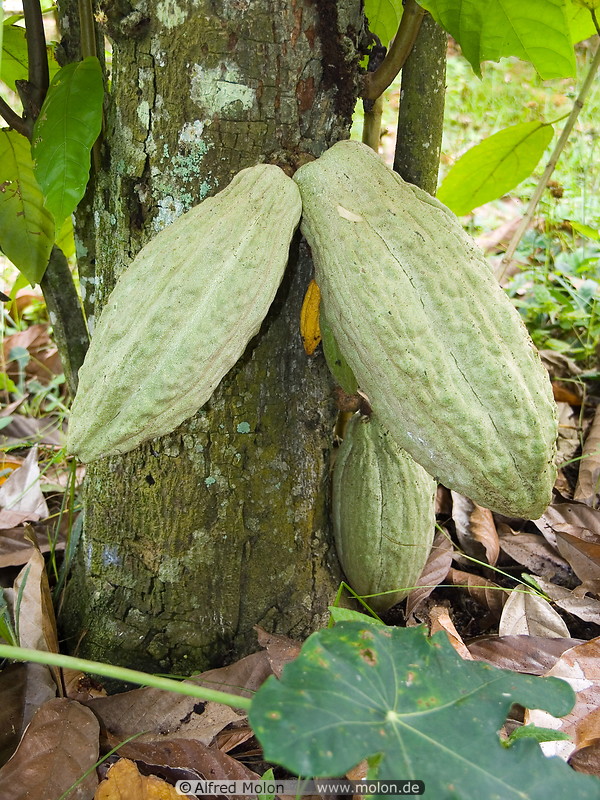 18 Cocoa fruits
