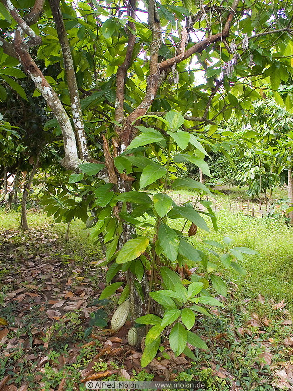 19 Cocoa tree