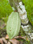 06 Cocoa fruit