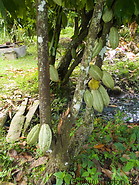 09 Cocoa fruits hanging from the tree