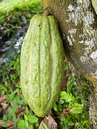 10 Cocoa fruit