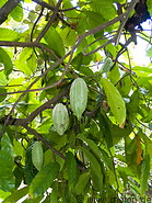 12 Cocoa fruits