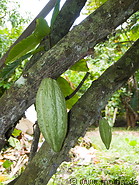 14 Cocoa fruits hanging from tree