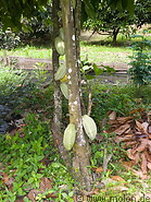 15 Cocoa tree and fruits