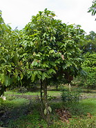 16 Cocoa trees