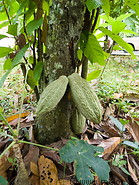 17 Cocoa fruits