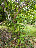 19 Cocoa tree