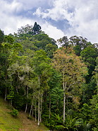 15 Tropical rainforest
