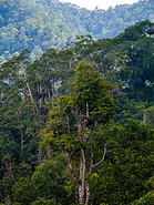 28 Tropical rainforest