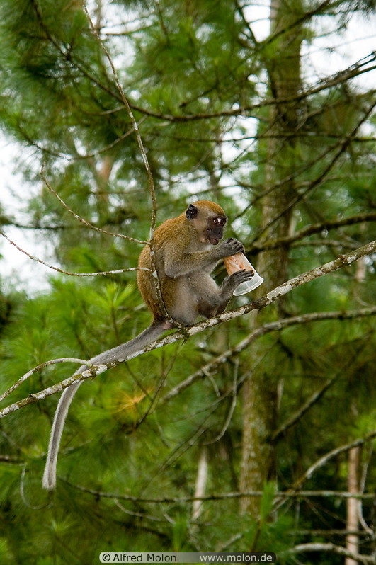 27 Macaque monkey on pine tree