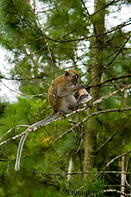 27 Macaque monkey on pine tree