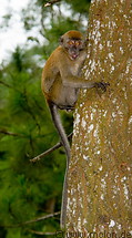 28 Macaque monkey on pine tree