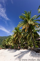 03 Coconut palms lined beach