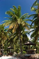 04 Coconut palm trees