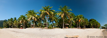 12 Coconut palms lined beach