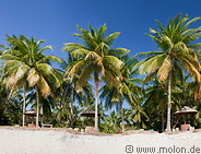 13 Coconut palm trees