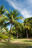 01 Coconut palm trees