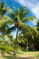 02 Coconut palm trees