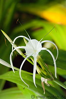 05 White flower