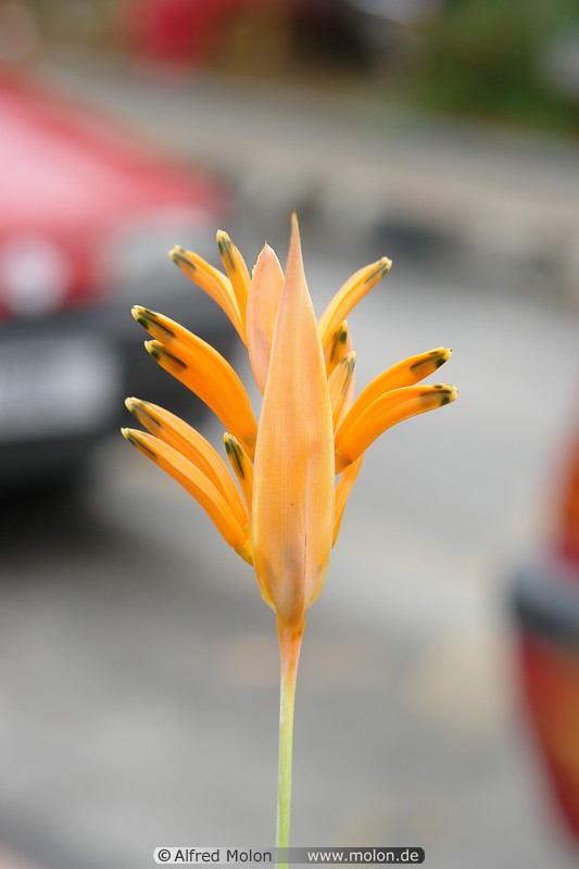 32 Orange flower