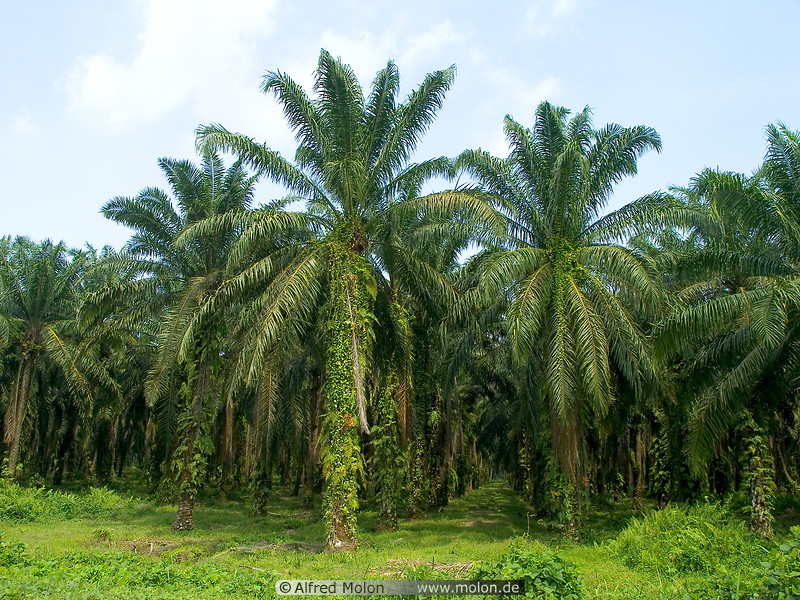 02 Oil palms