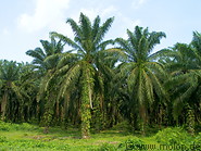 Oil Palm Plantation photo gallery  - 6 pictures of Oil Palm Plantation