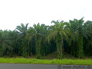 04 Oil palms