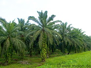 05 Oil palms