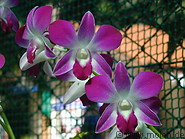 02 Orchids