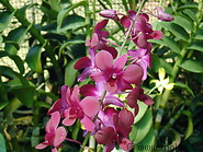 03 Orchids