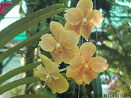 06 Orchids