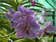 07 Orchids
