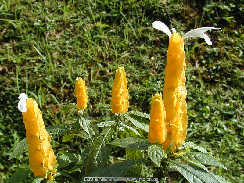 15 Yellow flowers