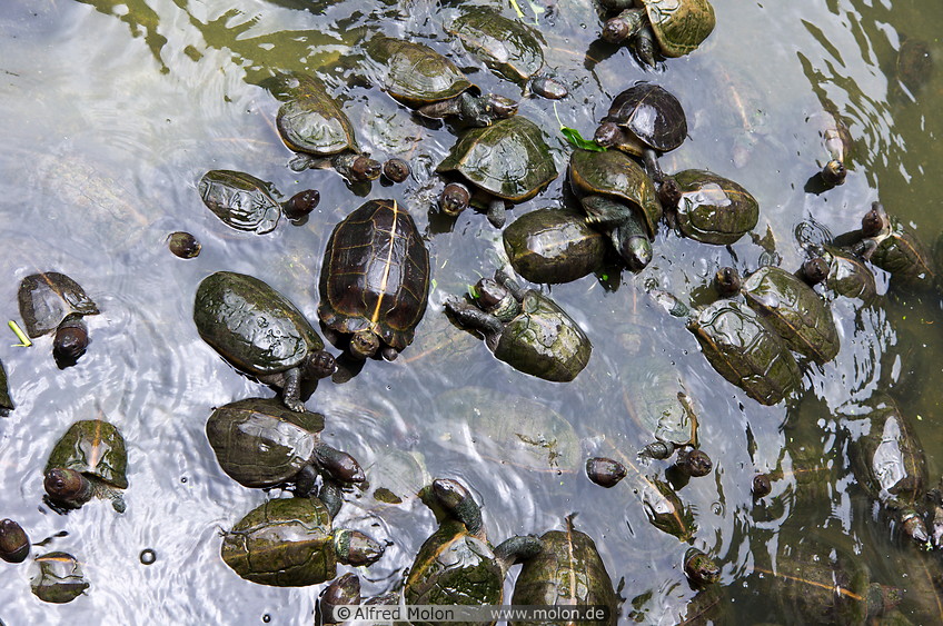 31 Turtle pond