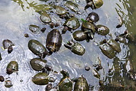 31 Turtle pond