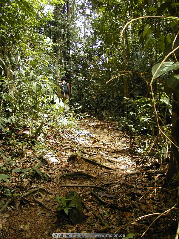 08 Jungle walk