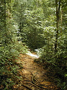 06 Jungle walk