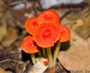 07 Orange mushrooms