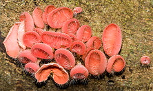 10 Cup fungi