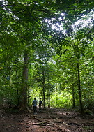 11 Jungle path