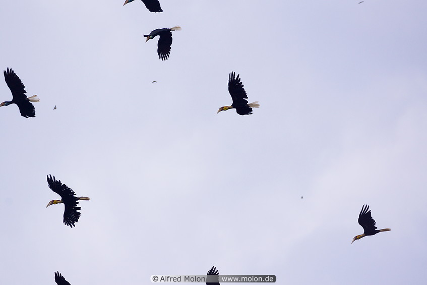 15 Plain-pouched hornbills