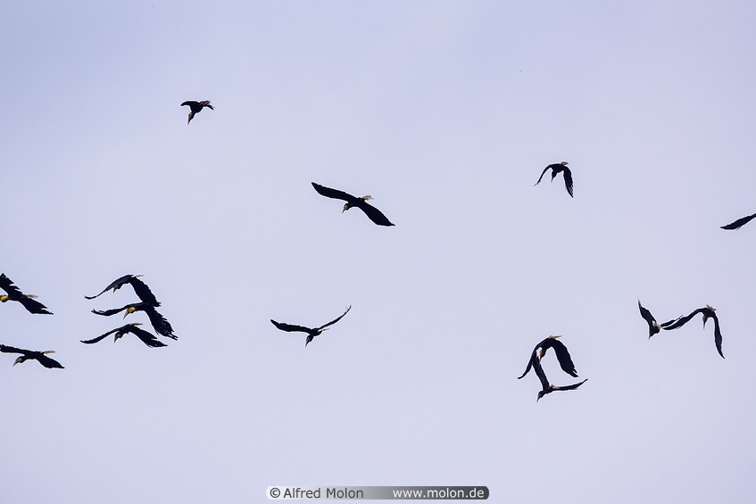 17 Swarm of plain-pouched hornbills